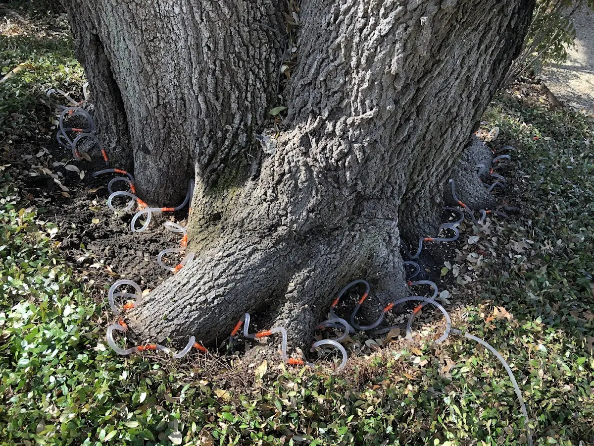 Detailed Tree Cabling and Bracing job site in Fishersville
