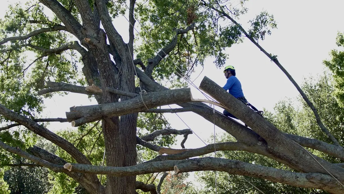 Professional Crown Thinning performed by certified arborists in Fishersville