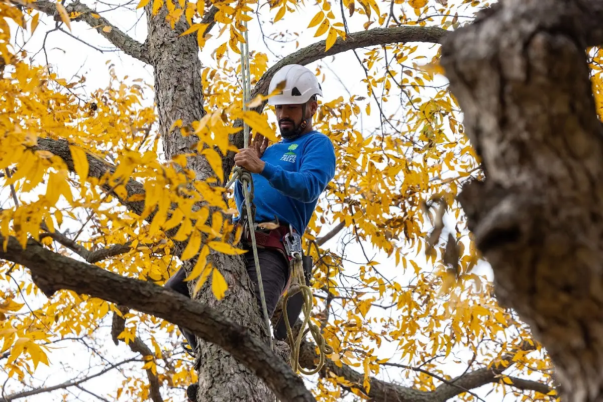 Skilled Storm Damage Cleanup crew working in Fishersville